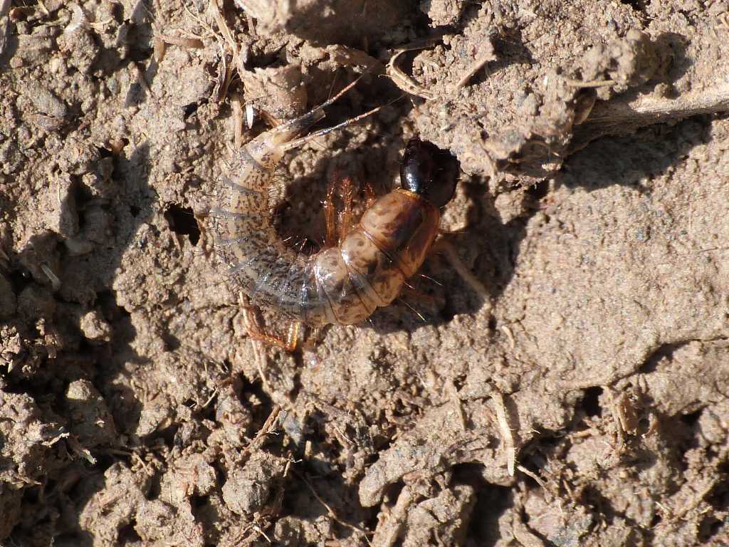 Larva di Staphilinidae - Tolfa (RM)